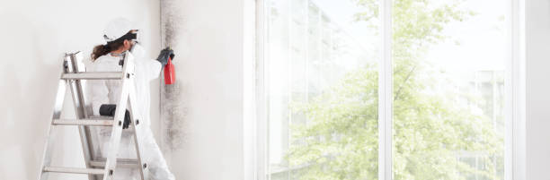 Best Dehumidification Services  in Franklin Furnace, OH